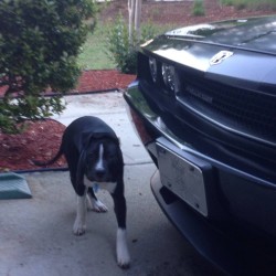 Frank guarding the Challenger