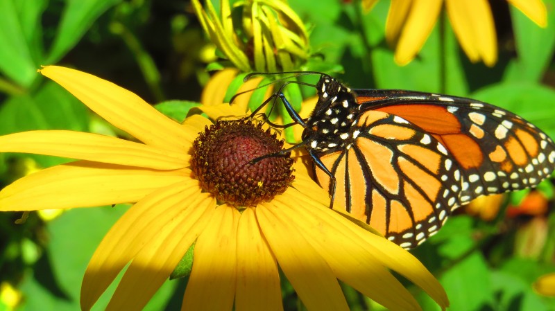 Butterfly Exhibit at the Brookfield Zoo