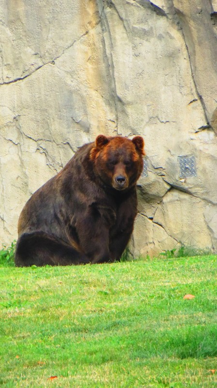 Kodiak Bear at the Brookfield Zoo