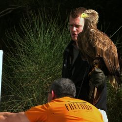 A white-tailed eagle from Freedom Conservation prepares for a photo shoot.