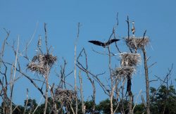 Blue Herons