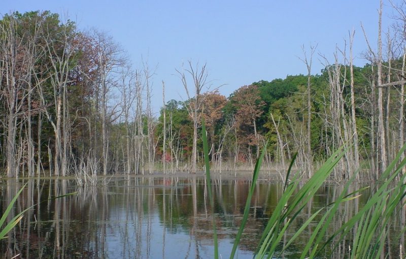 Wetland E looking NW from Eval Road[2]